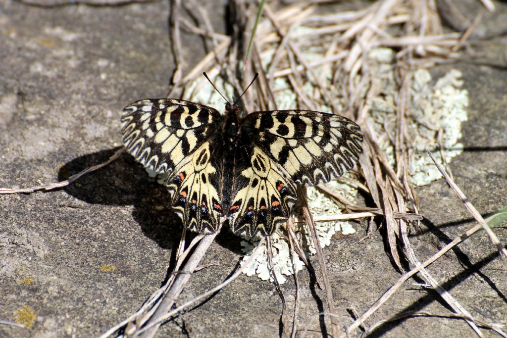 Zerynthia polyxena!!!!